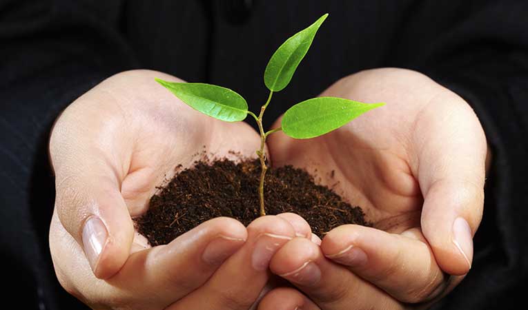 hands with seedling